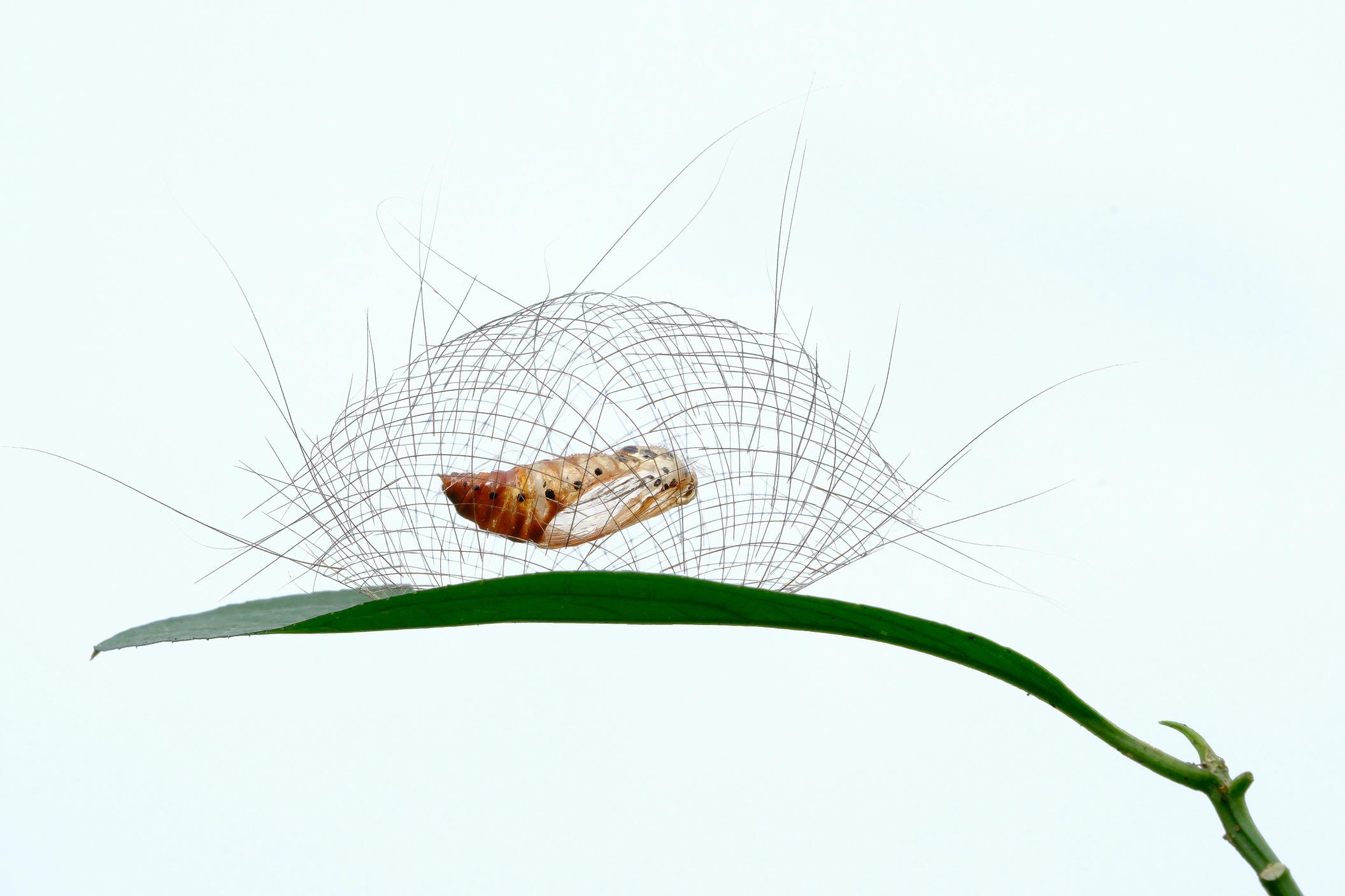 Moth Magic